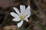 Bloodroot